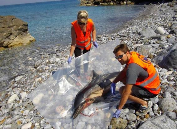 SOS εκπέμπουν δελφίνια και φάλαινες στο Β. Αιγαίο – Οι πληθυσμοί τους αποδεκατίζονται λόγω των πολεμικών πλοίων